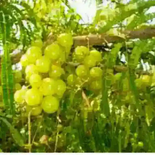❤️ ఔషధ మొక్కలు చెట్లు ❤️ Profile